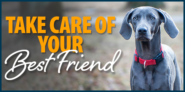 Take Care of Your Best Friend! 10% Off or 20% Off Orders over $79*